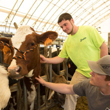 two male students working in the barn with a cow