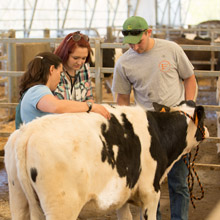 students examining a dairy cow in the barn