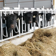beef cows feeding on hay in the barn