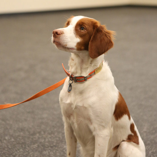 dog in an orange collar sits at attention