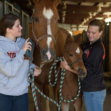two students working with a horse and her foal in the barn