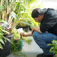 student checking plant in conservatory